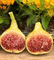Del Sen Jaume Gran (DSJG) fig cutting / incir çeliği