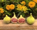 Del Sen Jaume Gran (DSJG) fig cutting / incir çeliği