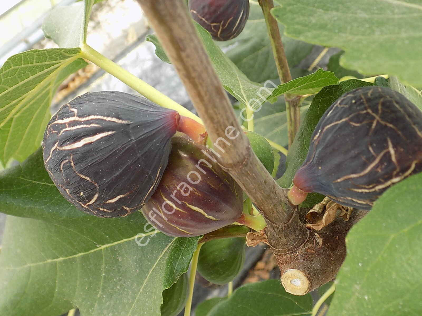 Exquisito fig cutting / incir çeliği