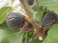 Exquisito fig cutting / incir çeliği