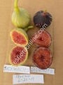 Thermalito fig cutting / incir çeliği