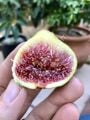 Thermalito fig cutting / incir çeliği