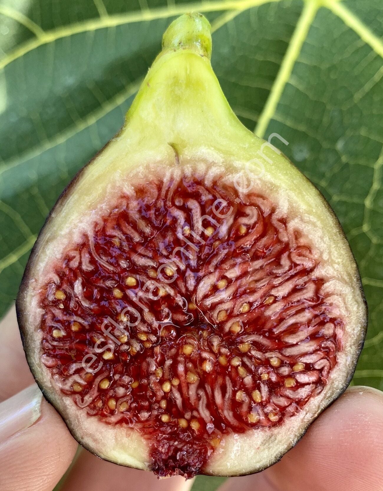 Nuestra Senora del Carmen (NSDC) fig cutting / incir çeliği