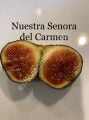 Nuestra Senora del Carmen (NSDC) fig cutting / incir çeliği