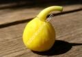 Meddin Lemon fig cutting / incir çeliği