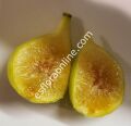 LSU Champagne fig cutting / incir çeliği