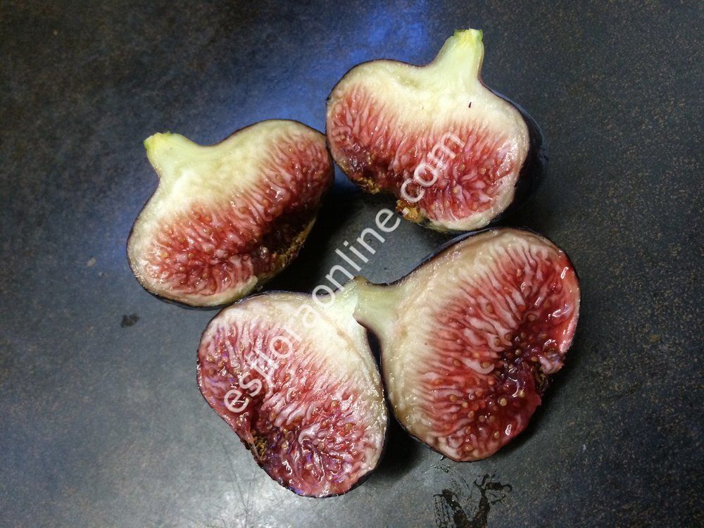 Violette de Sollies fig cutting / incir çeliği