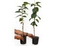 NIKITA´s GIFT soğuğa dayanıklı Cennet elması - Trabzon hurması fidanı (Diospyros kaki x D.virginiana) NIKITA´s GIFT