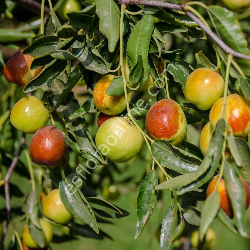 Honeyjar hünnap aşı kalemi