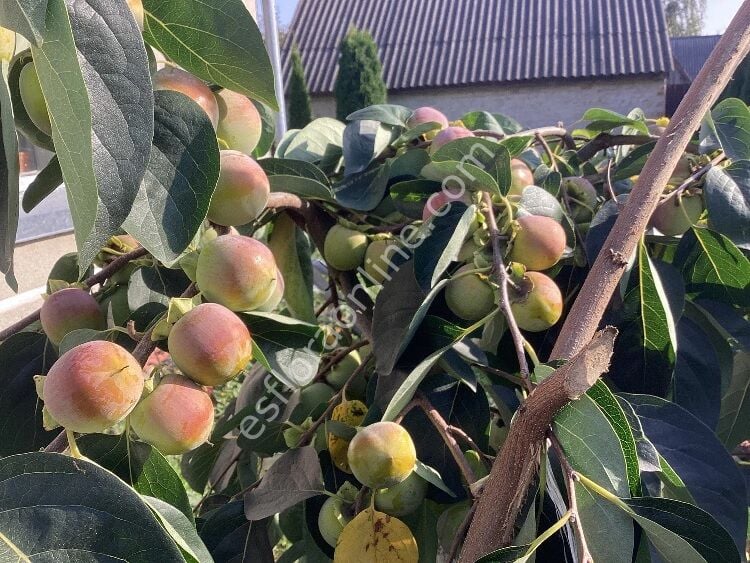 Sosnovska soğuğa dayanıklı Cennet elması - Trabzon hurması fidanı (Diospyros kaki x D.virginiana) Sosnovska