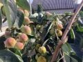 Sosnovska soğuğa dayanıklı Cennet elması - Trabzon hurması fidanı (Diospyros kaki x D.virginiana) Sosnovska