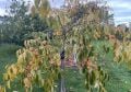 Sosnovska soğuğa dayanıklı Cennet elması - Trabzon hurması fidanı (Diospyros kaki x D.virginiana) Sosnovska