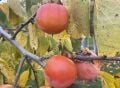 Sosnovska soğuğa dayanıklı Cennet elması - Trabzon hurması fidanı (Diospyros kaki x D.virginiana) Sosnovska