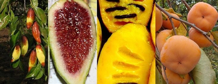 Özel Hurma - Cennet Elması Çeşitleri