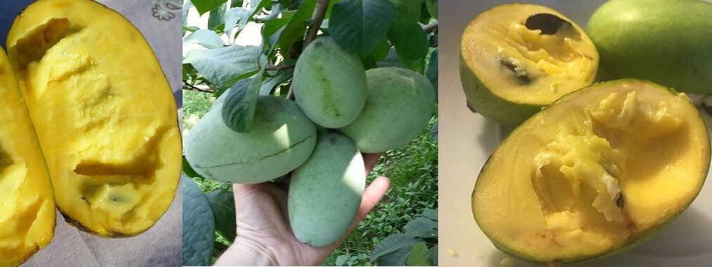 Pawpaw çeşitleri