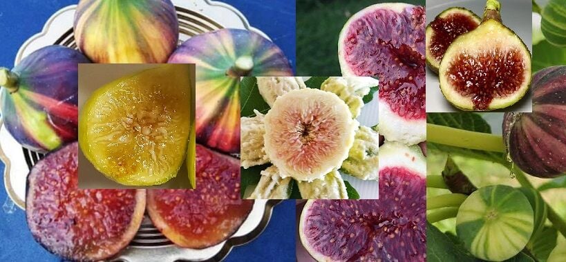 Özel incir çeşitleri